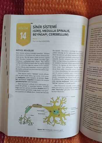 Beden Renk Sağlık Bilimleri İçin Temel Anatomi Kitabı