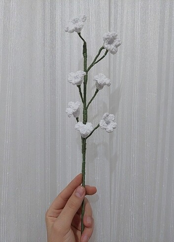 Beyaz Müge çiçeği
