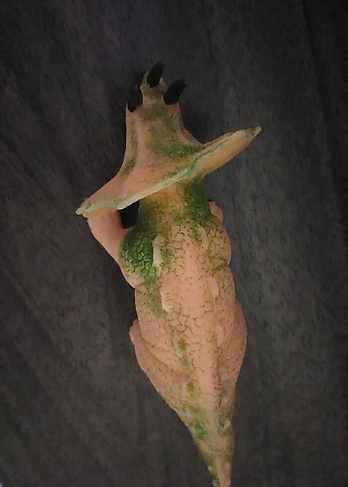 Dinozor ????  - Görsel 4