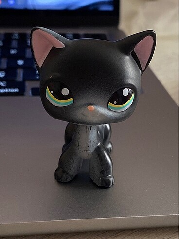 Beden Shorthair Siyah Kedi Miniş