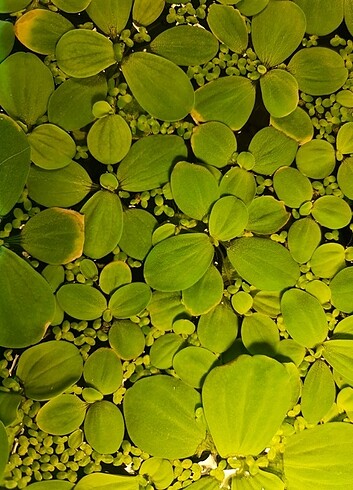 Beden Pistia Akvaryum bitkisi (su üstü)