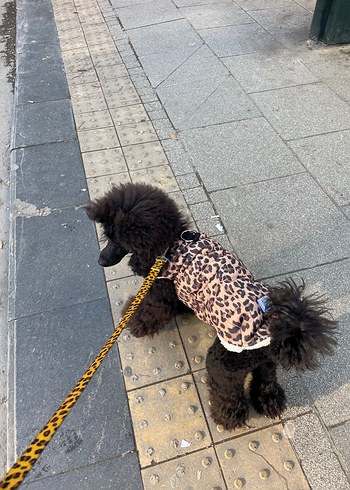 Beden Renk Kahverengi Leopar Desenli Köpek Kıyafeti Yelek