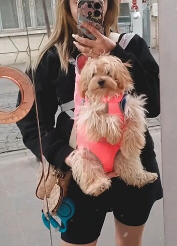 Evcil hayvan köpek kedi ana kucağı