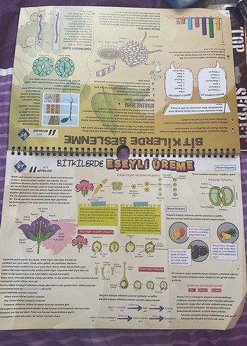 Ayt biyoloji poster notları KR akademi - Görsel 3
