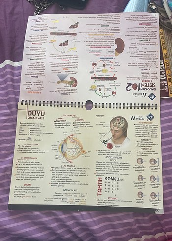 Ayt biyoloji poster notları KR akademi - Görsel 2