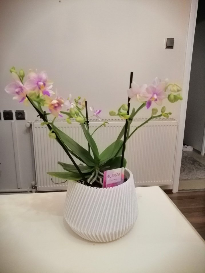 Plastik Dış Saksı (ADET FİYATIDIR) - Görsel 4