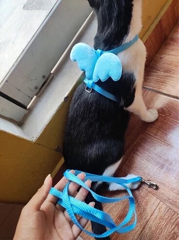 Melek Kanadı Kedi Bel Tasması - Görsel 2