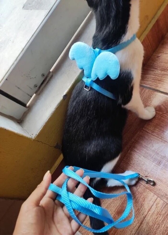 Melek Kanadı Kedi Bel Tasması - Görsel 2