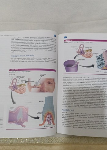 Fizyolojik Psikoloji - Neil R. Carlson - Görsel 3