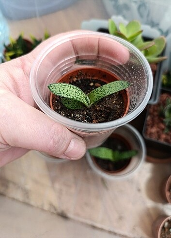 Gasteria gracilis 3 adet