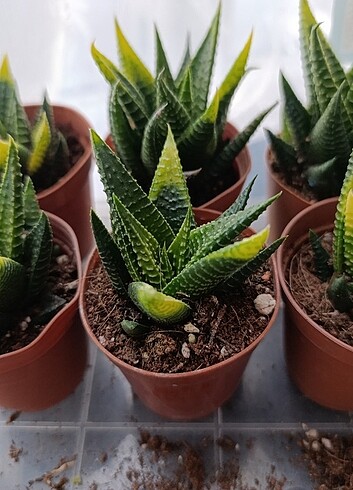 Haworthia limifolia f. variegata sukulent 