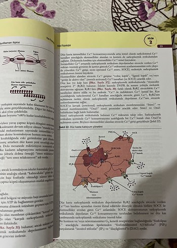  Beden Renk Sistematik İlişkilerle Tıbbi Fizyoloji Kitabı