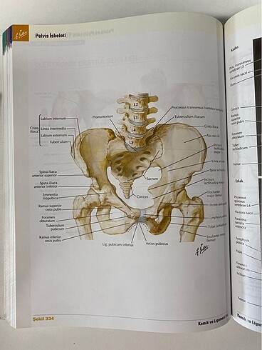  Beden netter atlas