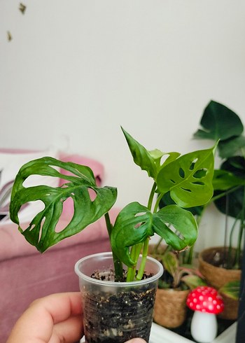Pastel Yeşil Monstera Bitkisi
