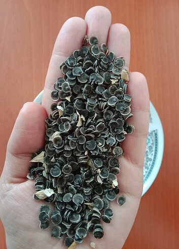 Diğer Hatmi Çiçeği Tohumu