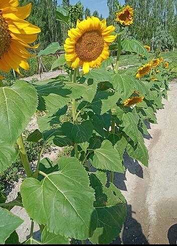 Yerli Ay Çekirdeği Ata Tohumu