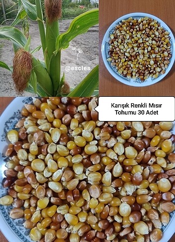 Karışık Renkli Mısır Tohumu