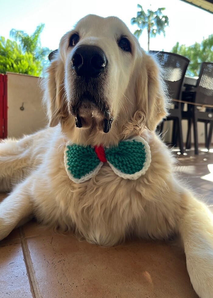 Köpek yılbaşı temalı papyon - Görsel 2