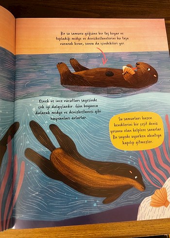 Hadi Keşfedelim: Okyanuslar Çocuk Kitabı - Görsel 3
