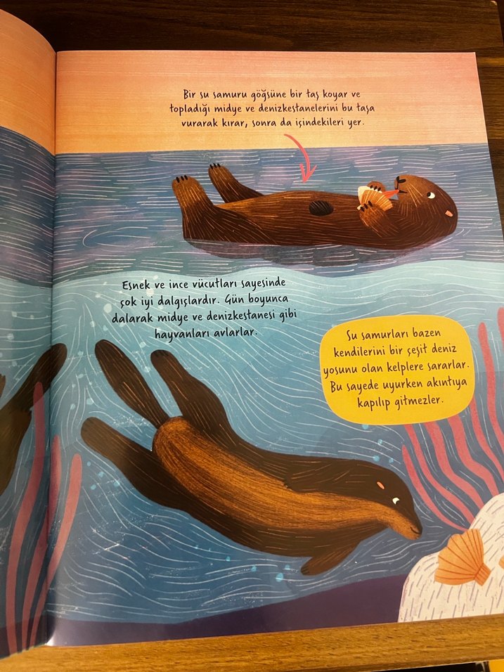 Hadi Keşfedelim: Okyanuslar Çocuk Kitabı - Görsel 3