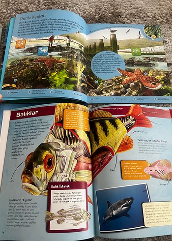 Çocuk Kitapları Seti: Hayvanlar, Taşıtlar ve Dünya - Görsel 5