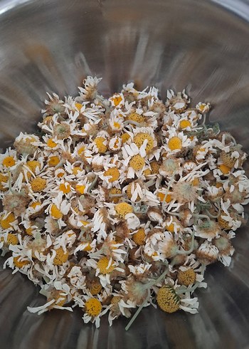 Kurutulmuş Papatya