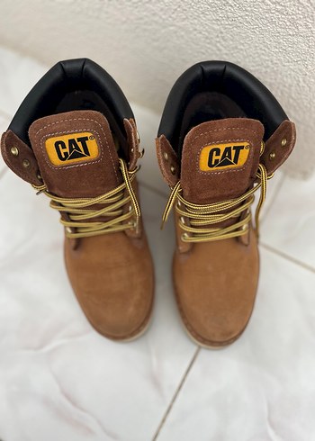 Cat 38