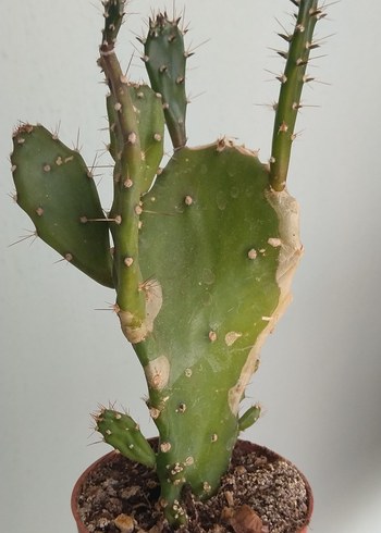 Beden sarı Renk Opuntia Monacantha Kaktüs