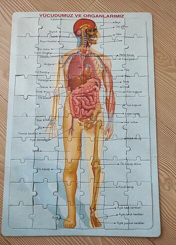 Vücut Sistemi Organlarımız Yapboz/ Maket - Görsel 2