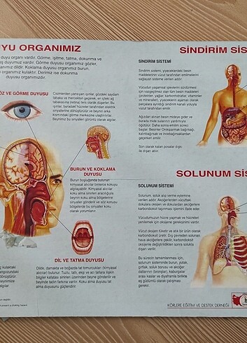Vücut Sistemi Organlarımız Yapboz/ Maket - Görsel 5