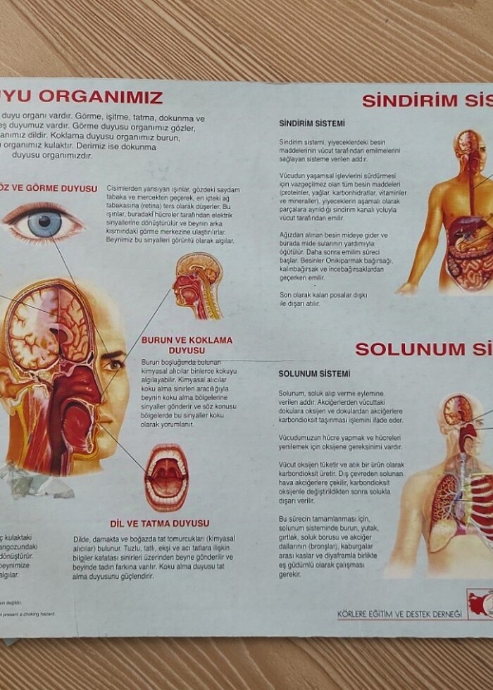 Vücut Sistemi Organlarımız Yapboz/ Maket - Görsel 5