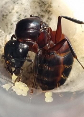 Camponotus festai