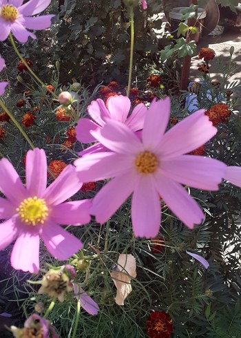 Ikea Pembe Renkli Ev Dekoratif Çiçekler