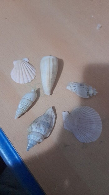 Deniz kabugu