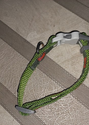 Gri Köpek Tasma - Görsel 4