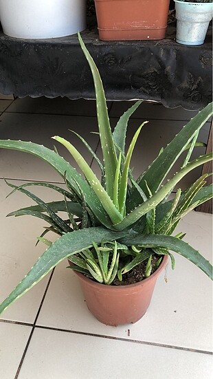 Canlı bitki aloe vera