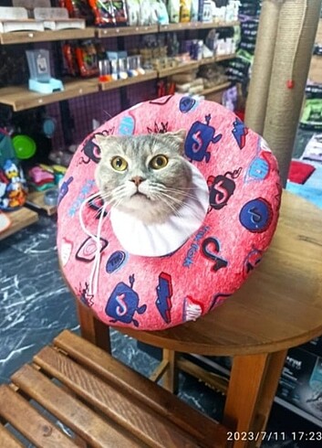 Kedi Ve Küçük Köpek Elizabeth Yakalık