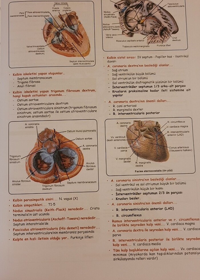 Dusdata hızlı tekrar temel bilimler kitabı  - Görsel 2