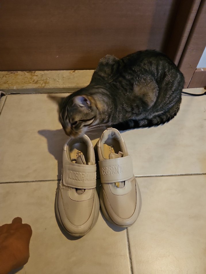 Bambi Marka Bej Kadın Platform Spor Ayakkabı - Görsel 4