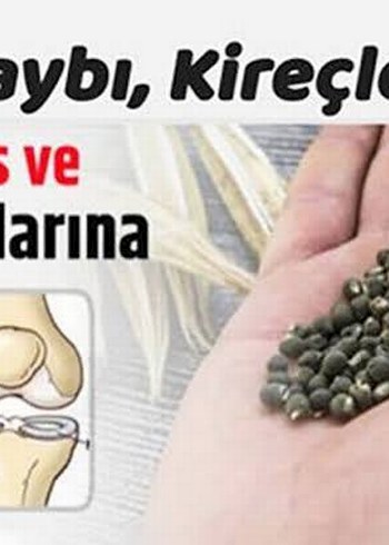 Beden bamya tohumu