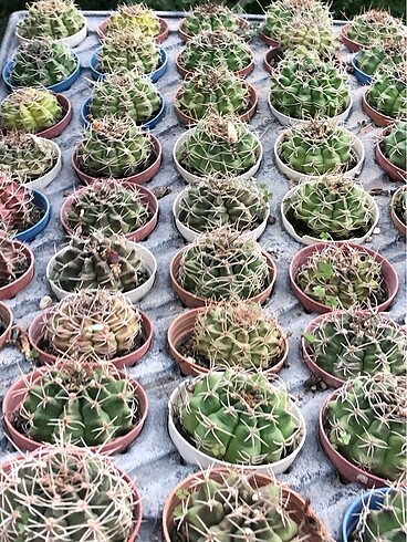  Beden yeşil Renk Gymnocalycium kaktüs