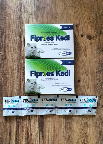 kedi iç dış
