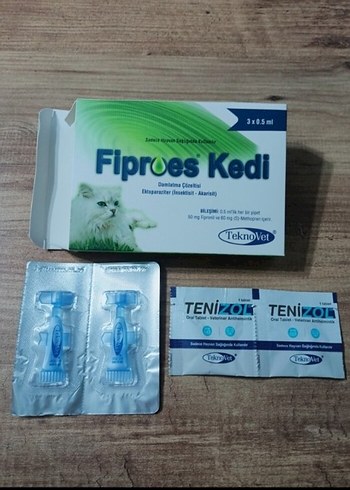 kedi iç dış