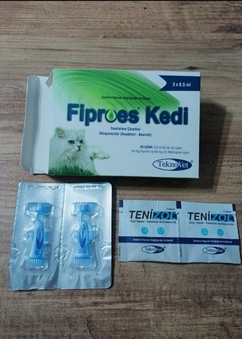 kedi iç dış