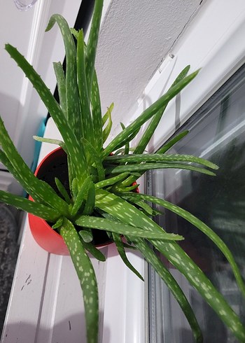 Aloe Vera bitkisi çiçeği - Görsel 2