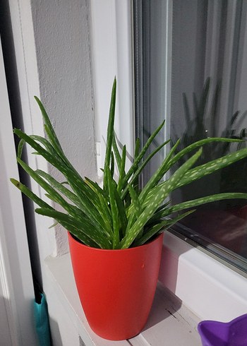 Canlı Yeşil Aloe Vera Saksı Bitkisi - Görsel 2