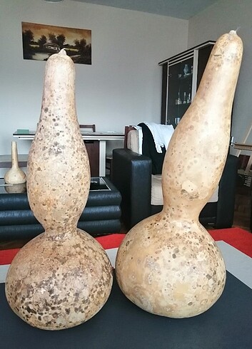 Diğer Süs kabağı