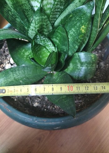 Koyu Yeşil Saksıda Ev Bitkisi - Görsel 2