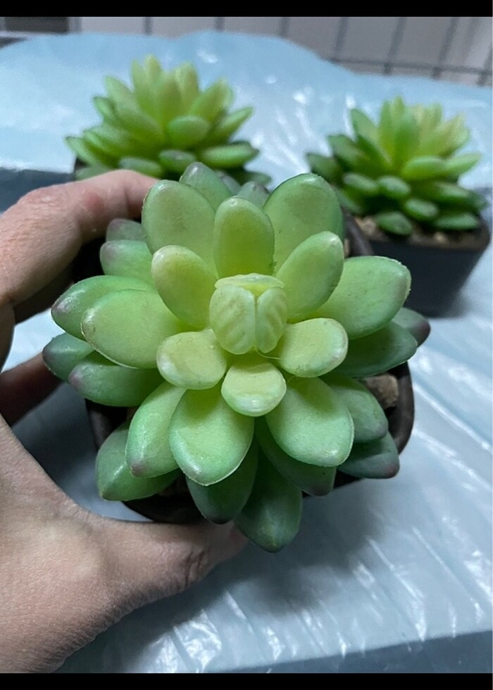 Dekoratif üçlü obje - Görsel 2