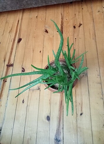 Aloevera 